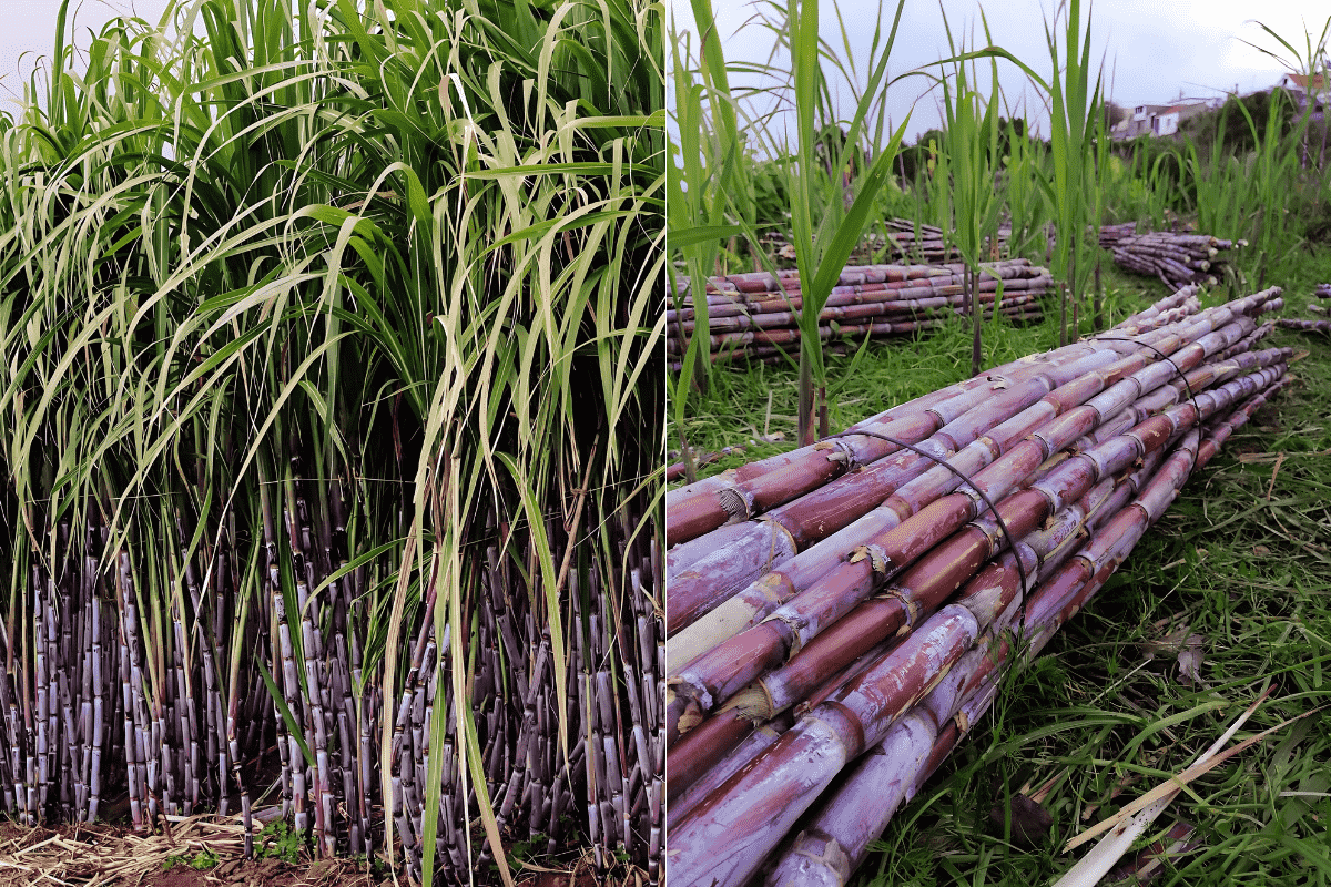 Sugarcane production and cultivation