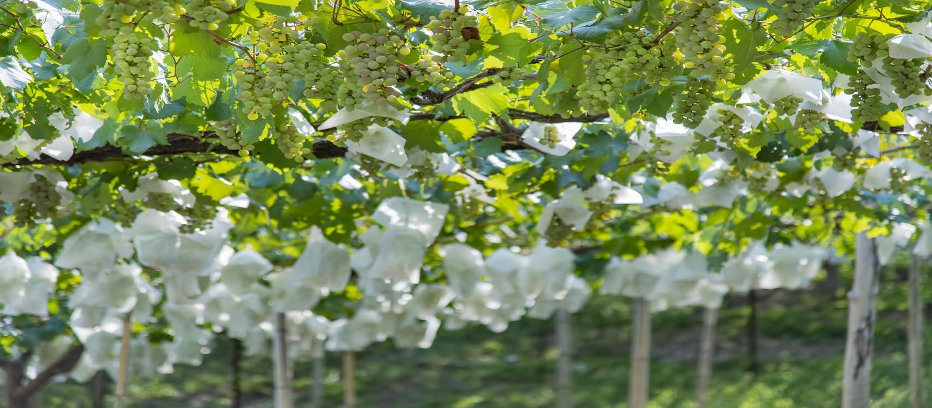 Photo for: Yamanashi Prefecture